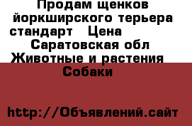 Продам щенков йоркширского терьера стандарт › Цена ­ 12 000 - Саратовская обл. Животные и растения » Собаки   